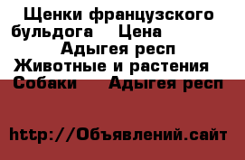 Щенки французского бульдога  › Цена ­ 15 000 - Адыгея респ. Животные и растения » Собаки   . Адыгея респ.